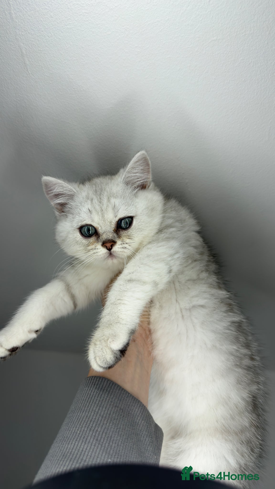 Scottish Fold cats for sale: Scottish straight male - Advert 9