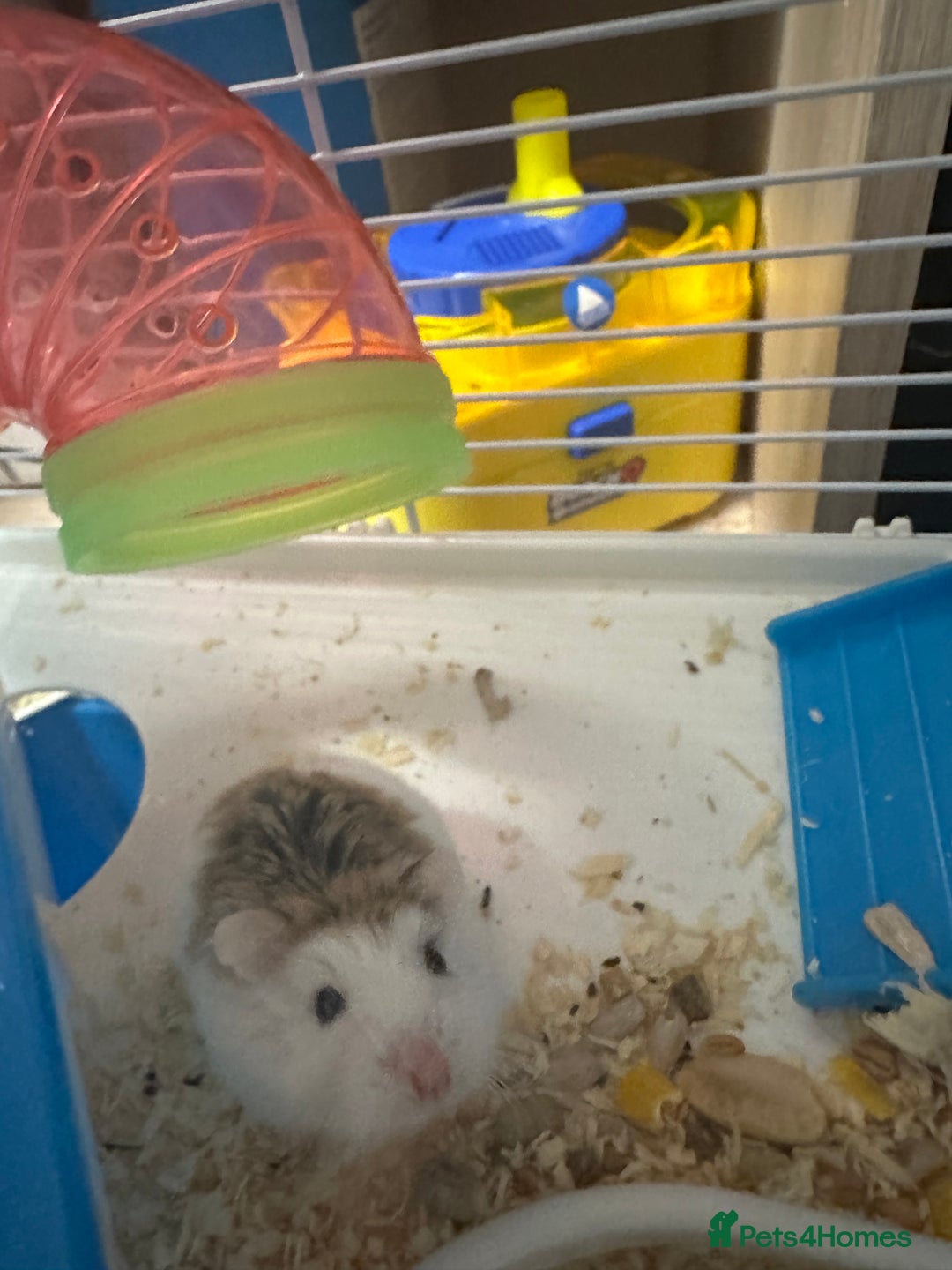 Hamster rodents for sale: Russian Dwarf Hamster - Image 2