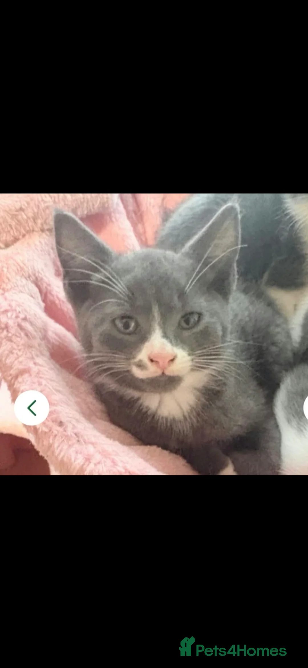 Mixed Breed cats for sale: Male grey and white kitten  - Advert 2