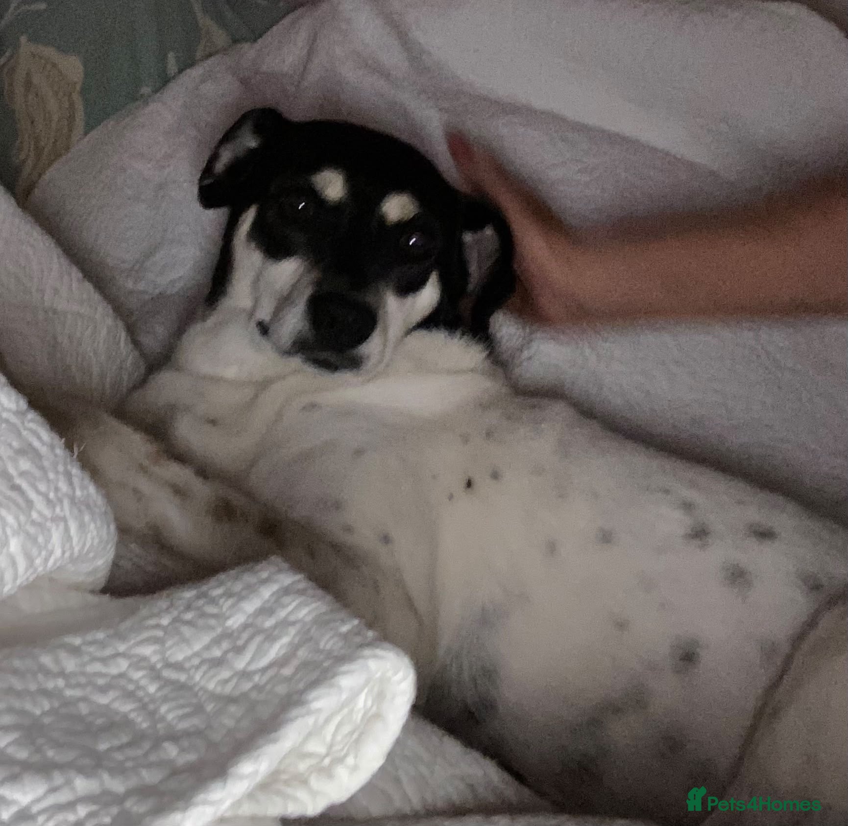 Mixed Breed dogs Stella ⭐️ - Advert 8