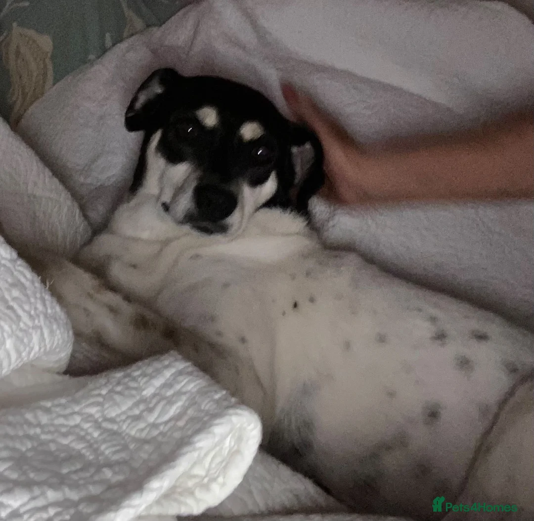 Mixed Breed dogs for adoption: Stella ⭐️ in Ely - Advert 1