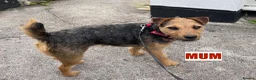 Jack Russell dogs for sale: Jack Russell Puppies for sale - Advert 9