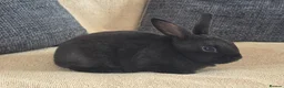 Rex rabbits for sale: Mini rex kits  - Advert 12