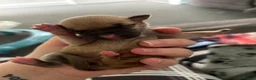 Mixed Breed dogs for sale: Staffy X Jackrusell Puppies  - Advert 14