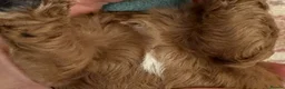 Cavapoo dogs for sale: F1b Cavapoos 🐾 - Advert 7