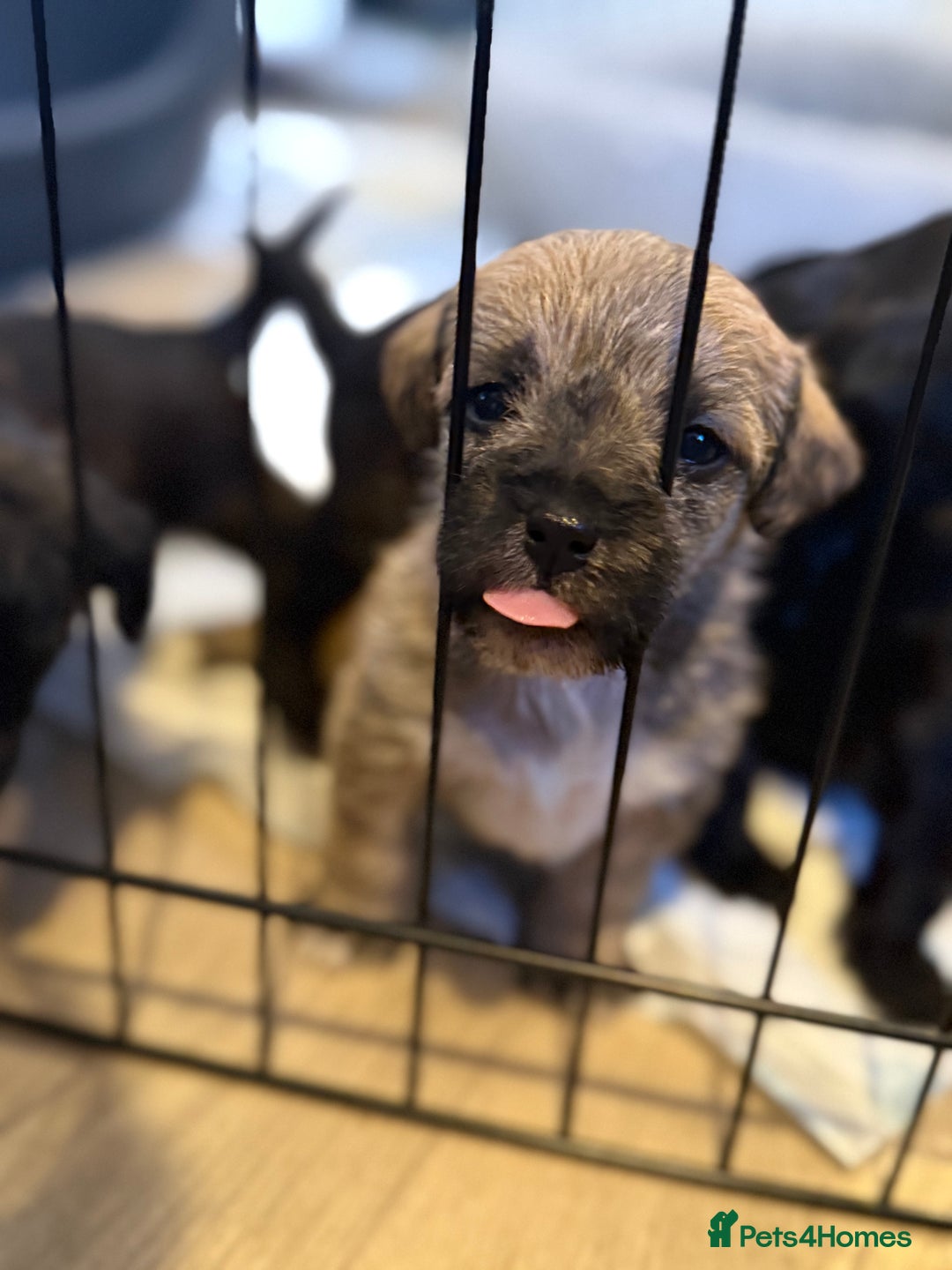 Yorkiepoo dogs for sale: Yorkiepoos - Image 23