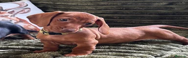 Dachshund 8