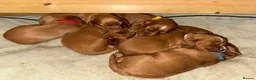 Cocker Spaniel dogs for sale: KC Registered Cocker Spaniel puppies  in Sherborne - Advert 3