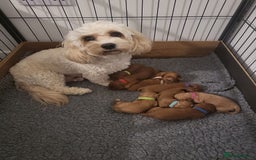 Cavachon dogs for sale: Cavapoochon - Image 15