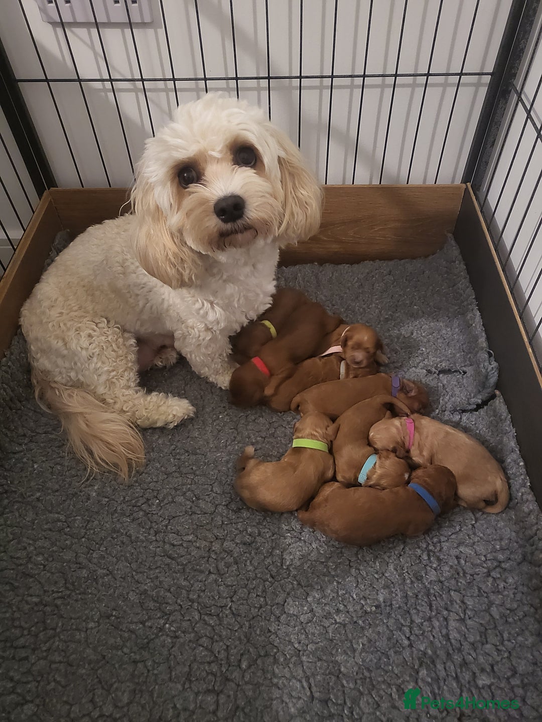 Cavachon dogs for sale: Cavapoochon - Image 15