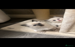 Ragdoll cats for sale: GCCF REGISTERED DNA TESTED PARENTS AND CLEAR  - Image 9