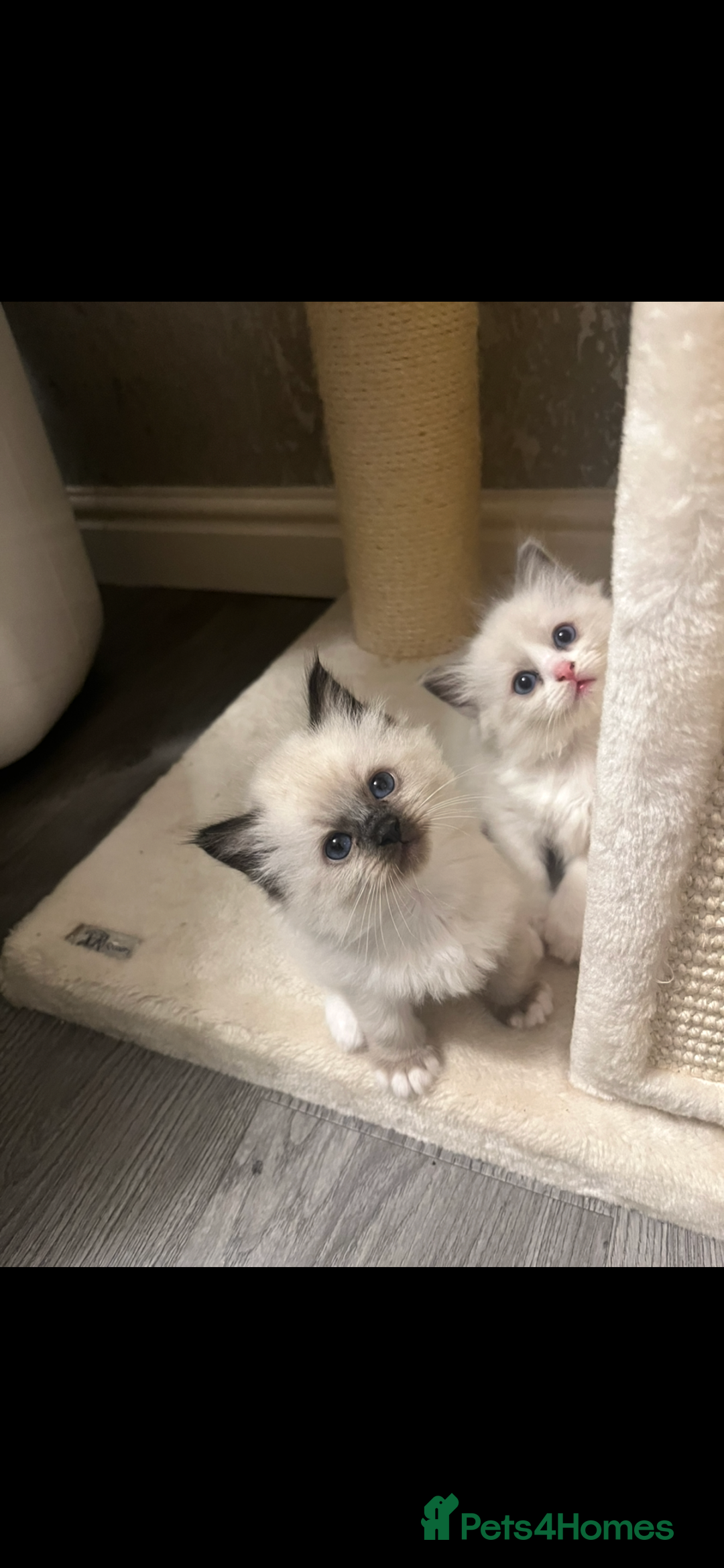 Ragdoll cats for sale: GCCF REGISTERED DNA TESTED PARENTS AND CLEAR  - Image 9