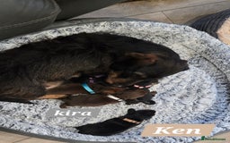 Dachshund dogs for sale: Beautiful Daxis - Advert 4