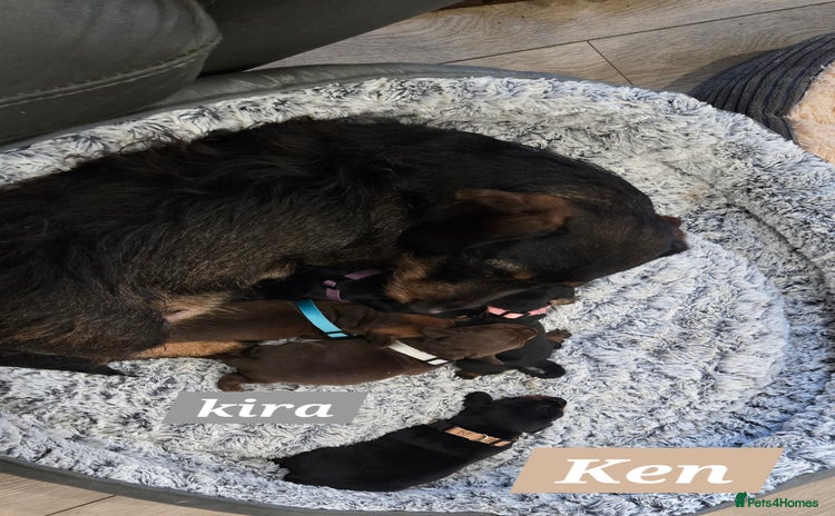 Dachshund dogs Beautiful Daxis - Advert 2