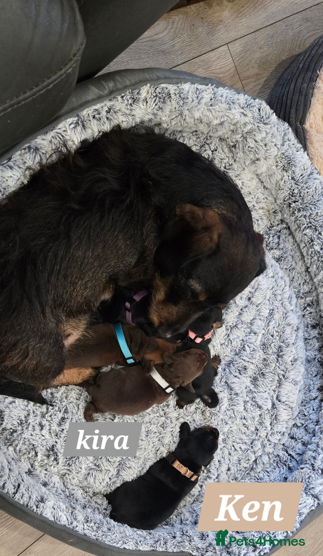 Dachshund dogs for sale: Beautiful Daxis - Advert 4