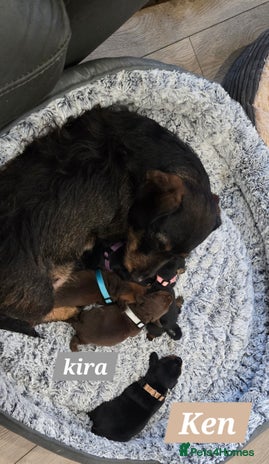 Dachshund dogs Beautiful Daxis - Advert 1