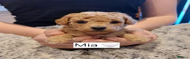 Toy Poodle Puppy 1