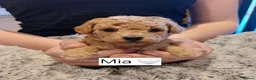 Toy Poodle dogs for sale: Tiny Asian Toy Poodle Puppies  - Advert 5