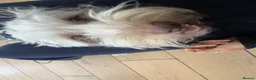 Jackapoo dogs for sale: Jackapoo for Sale (experienced owners only) - Advert 4