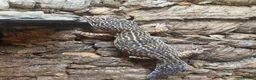 Leopard Gecko reptiles for sale: 2 female lepord geckos and complete set up  - Advert 5