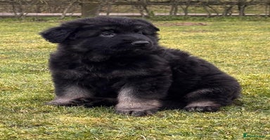 German Shepherd dogs - Advert 3