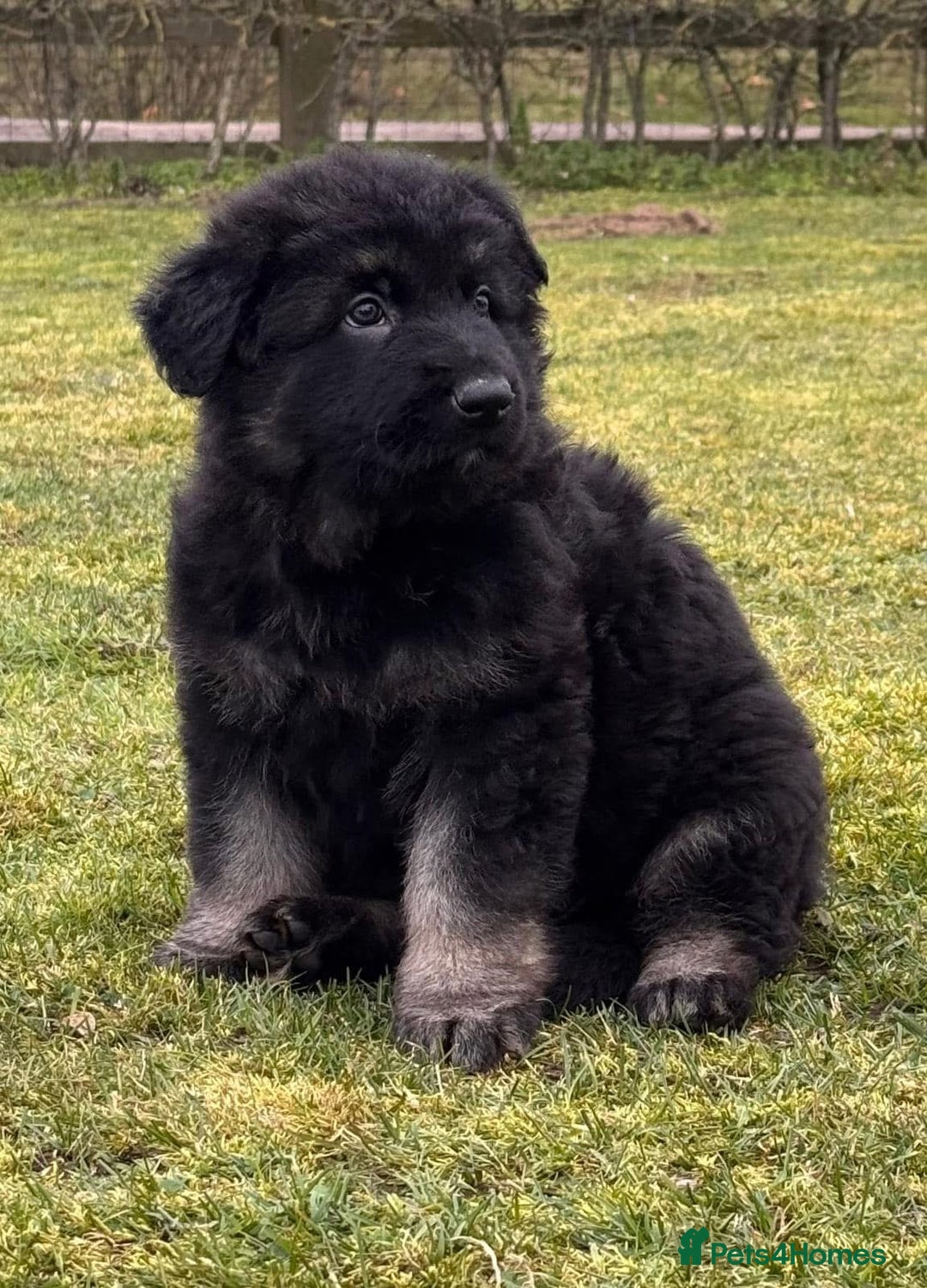 German Shepherd dogs for sale: TOP QUALITY GERMAN SHEPHERD LITTERS - Image 3