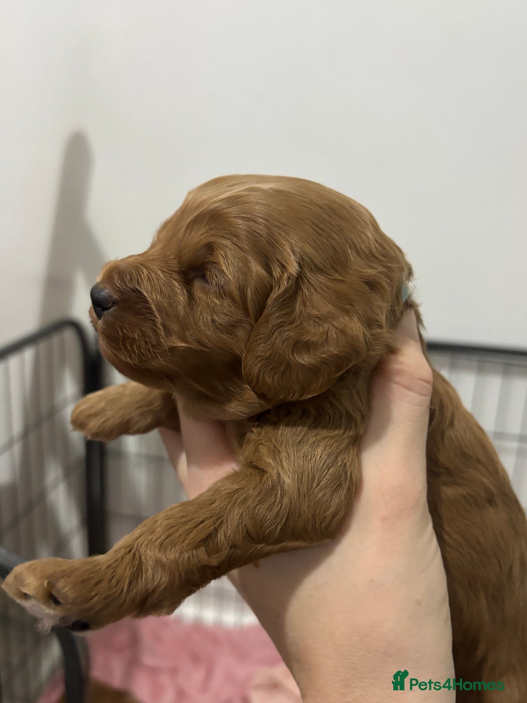 Cockapoo dogs for sale: Red cockapoo pups 😍 3 weeks old almost  - Advert 16