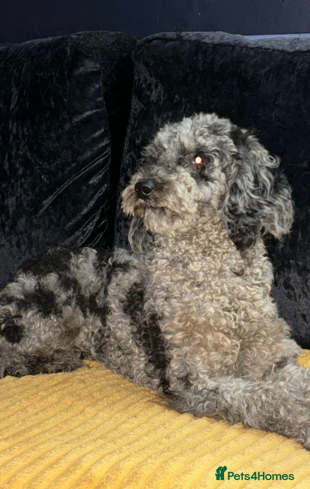 Cockapoo dogs for sale: Stunning cockapoos  - Image 7