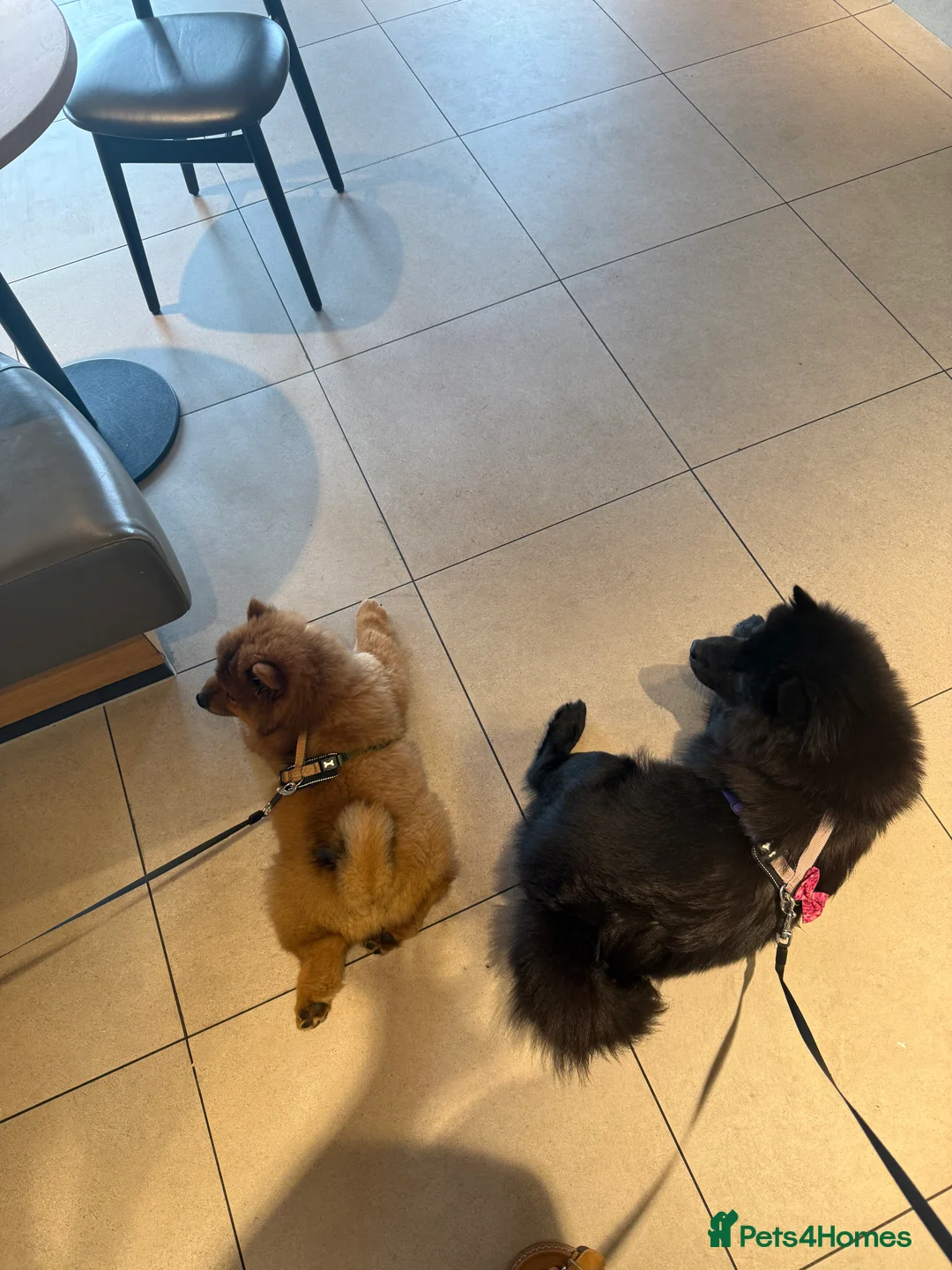 Chow Chow dogs for sale: Outstanding Red Chow Chow Boy – Ready Now ⭐ - Advert 2