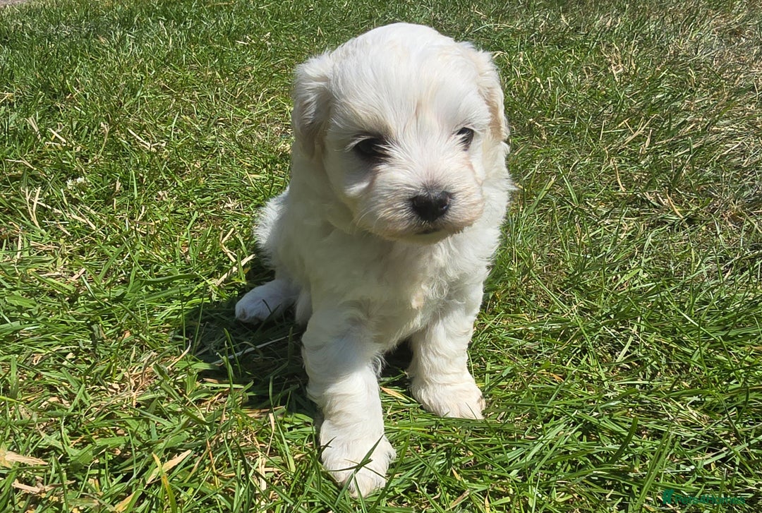 Maltese dogs for sale: 💙 Adorable Maltese Puppies for Sale - Image 6