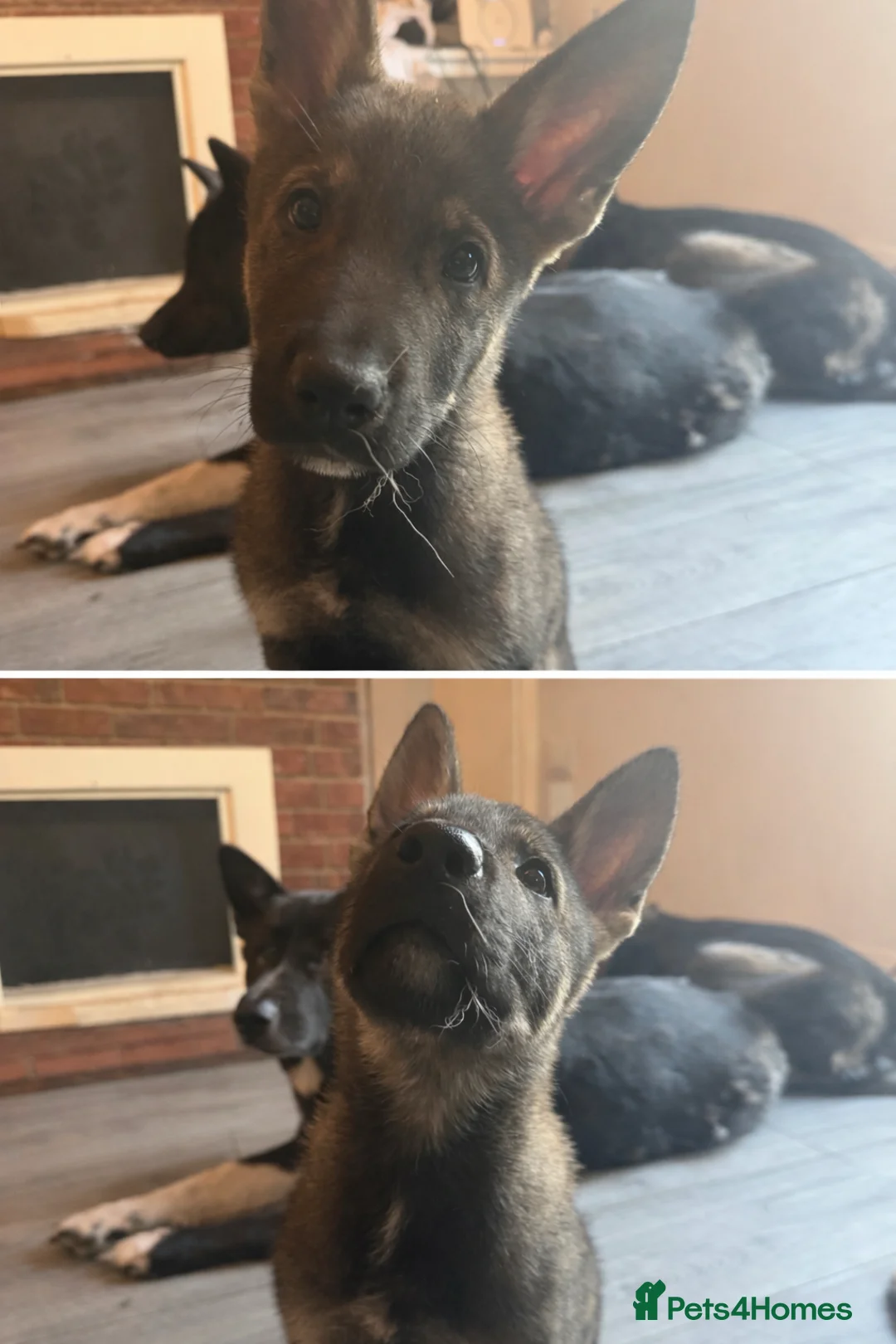 Mixed Breed dogs for sale: 🐾 German Shepherd x American Akita 🐾 - Advert 10