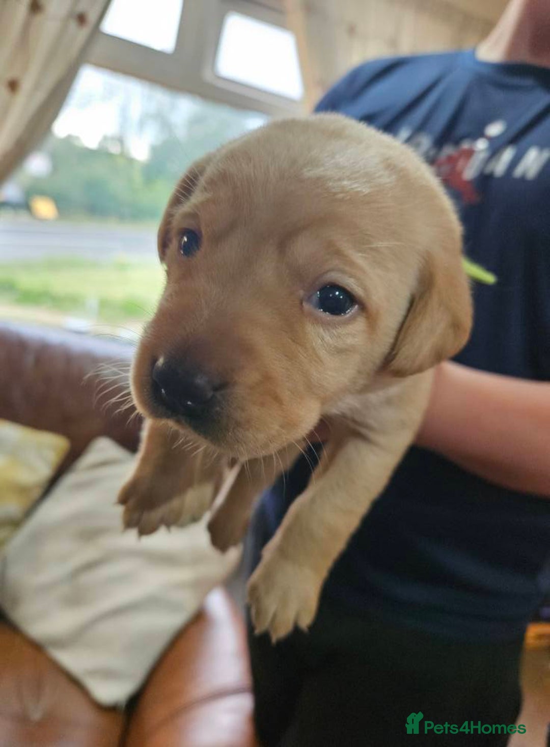 Labrador Retriever dogs for sale: KC Registered Pedigree Labrador Pups for Sale - Image 10