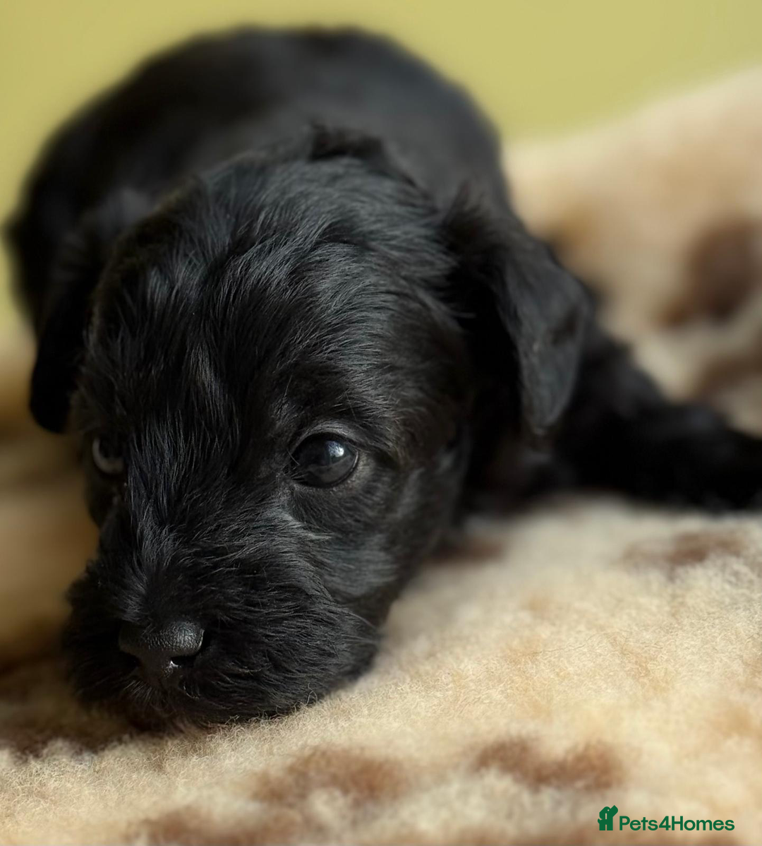 Schnoodle dogs for sale: Exceptional Miniature Schnoodle Puppies - Advert 10