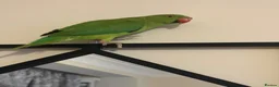 Ringnecks birds for sale: Indian Ringneck Parrot - Advert 2