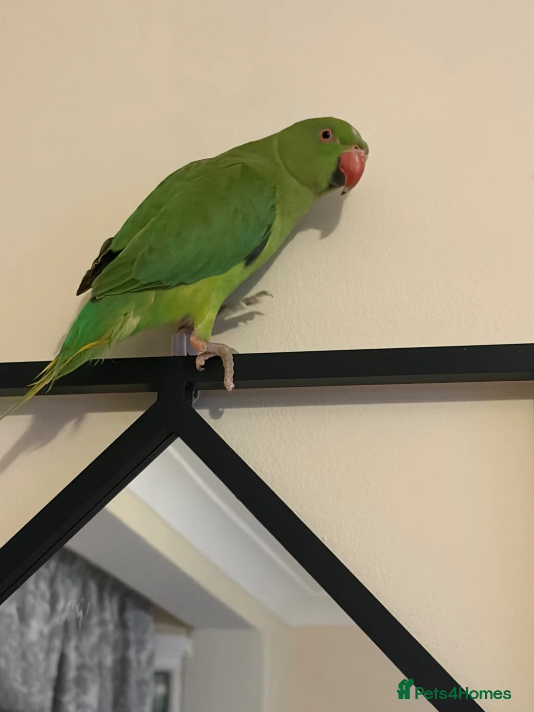 Ringnecks birds for sale: Indian Ringneck Parrot - Advert 2