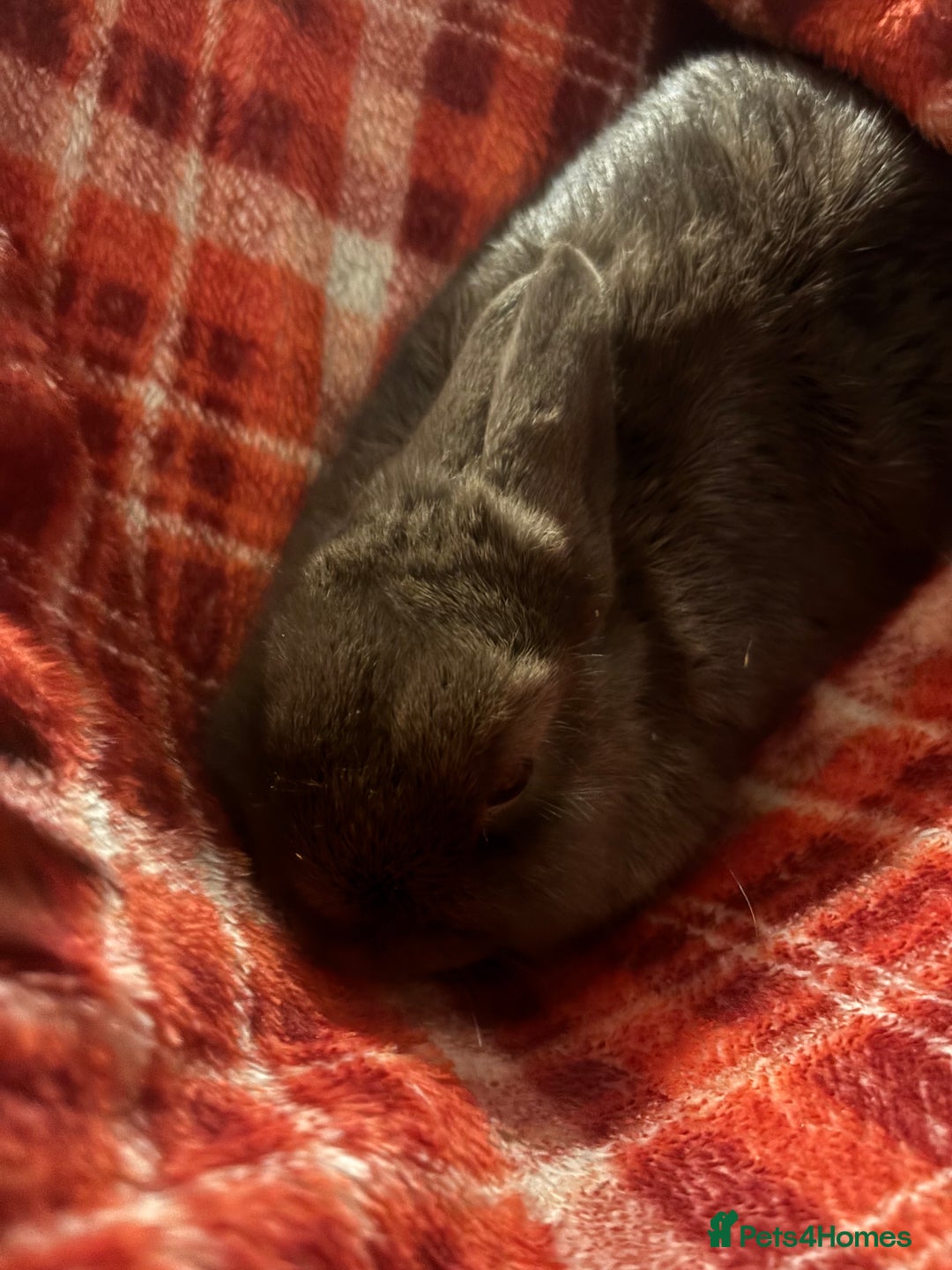 Netherland Dwarf rabbits for sale: Female and male Netherland dwarf  - Advert 5