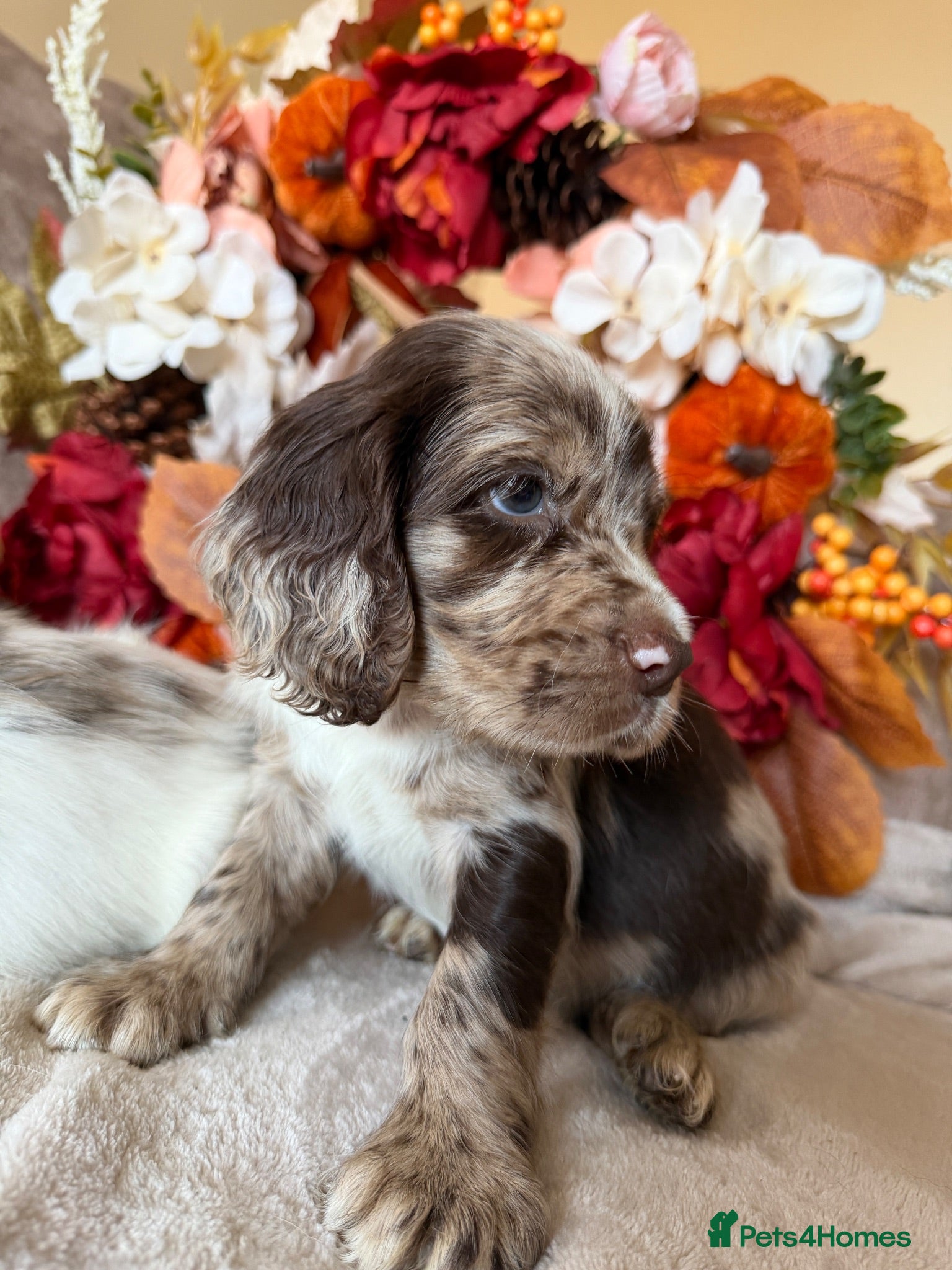 Cocker Spaniel dogs Beautiful Cocker Spaniel Puppies  - Advert 10