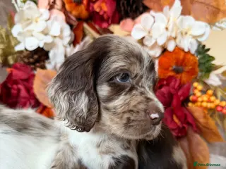 Cocker Spaniel dogs Beautiful Cocker Spaniel Puppies - Advert 10