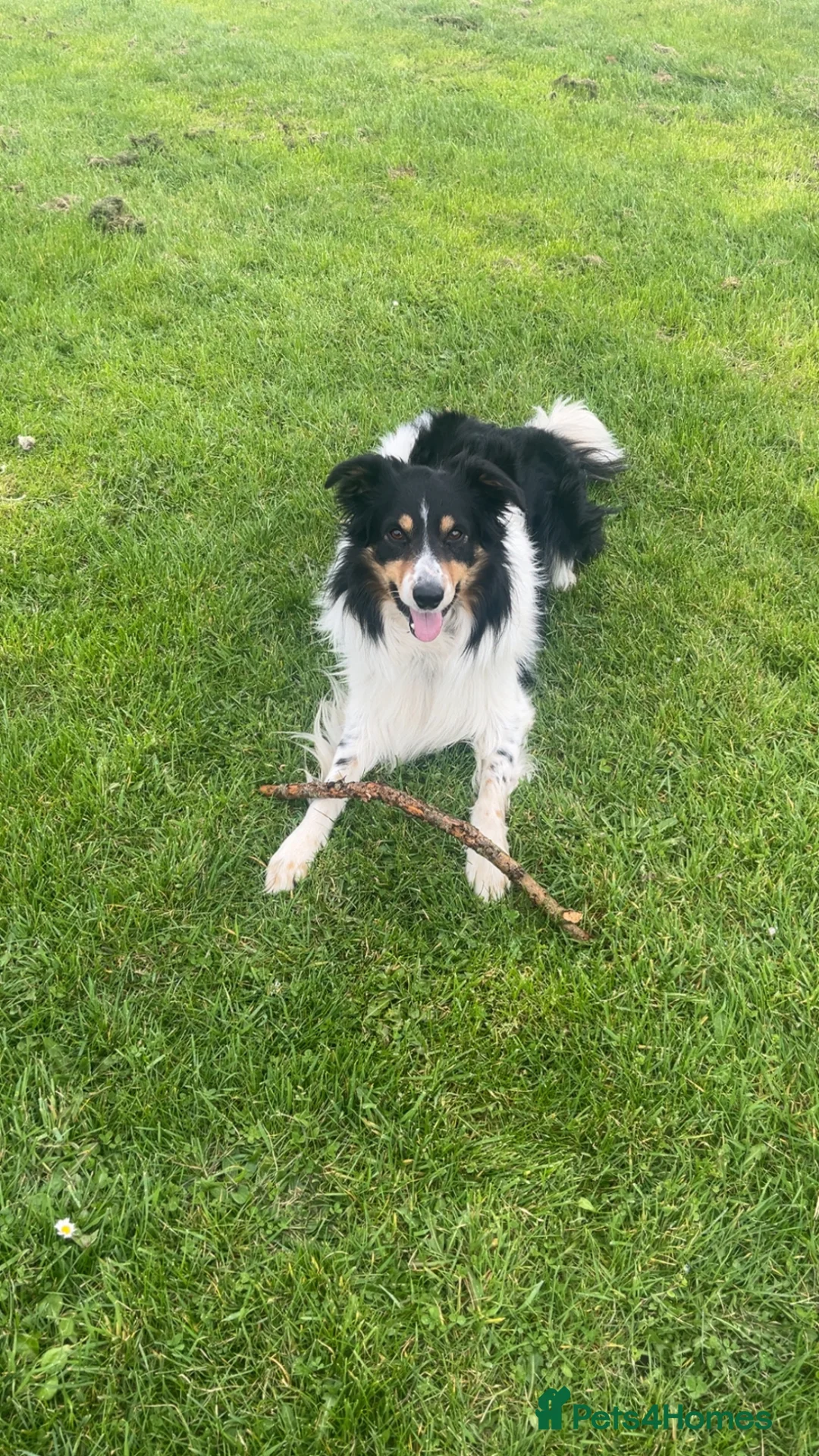 Border Collie dogs for sale: 8 Beautiful border collies in Deeside - Advert 21