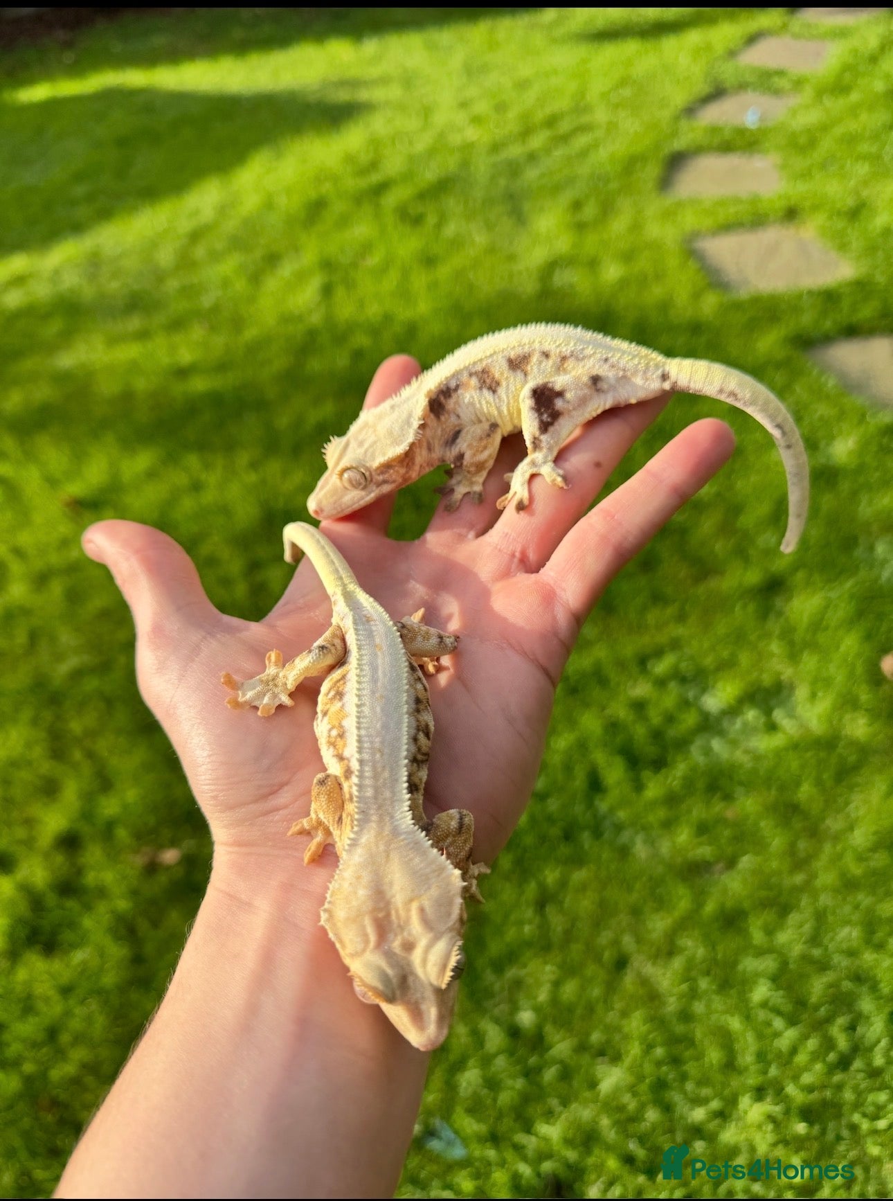 Gecko reptiles Crested Geckos Sale Essex/Upminster  - Advert 1