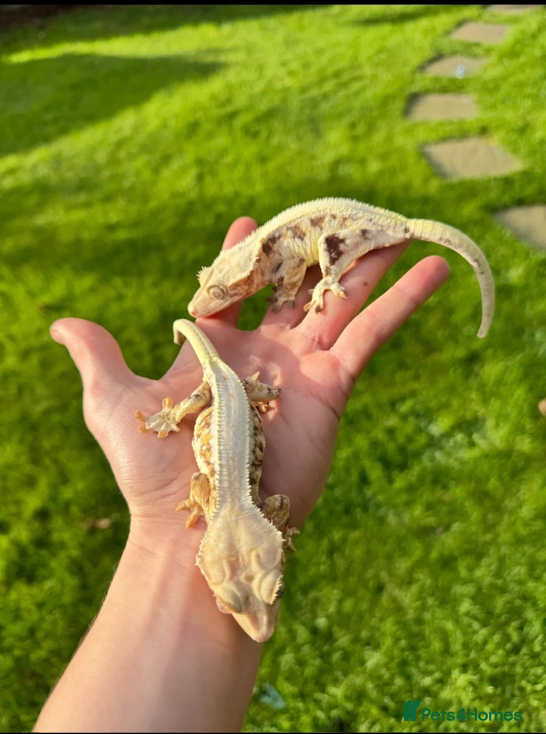 Gecko reptiles for sale: Crested Geckos Sale Essex/Upminster  - Advert 1