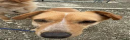 Mixed Breed dogs for adoption: Klara, could you be her special person ❤️ - Advert 23