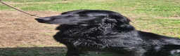 Flat coated Retriever dogs for sale: Beautiful Liver Girl - Advert 2