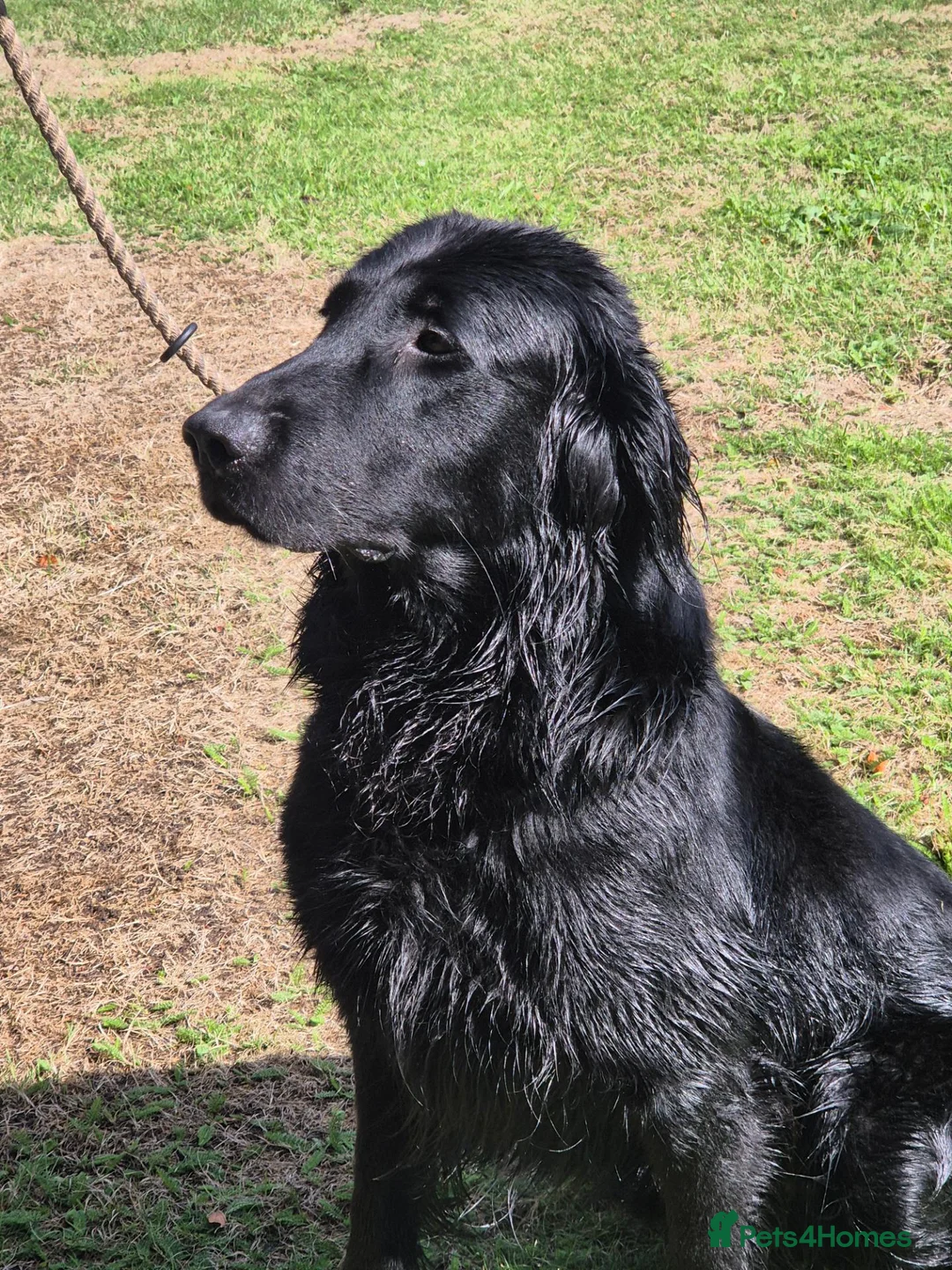 Flat coated Retriever dogs for sale: Beautiful Liver Girl - Advert 2
