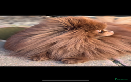 Pomeranian dogs for stud: Amazing Teddy bear chocolate boy for stud 🥰 - Image 5