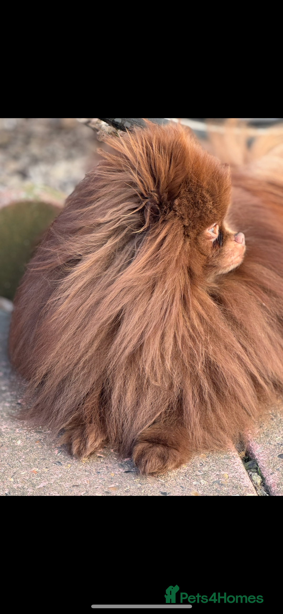 Pomeranian dogs for stud: Amazing Teddy bear chocolate boy for stud 🥰 - Image 5