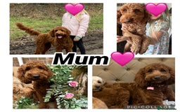 Irish Doodle dogs for sale: F2b Gorgeous Irish Doodles  - Image 2