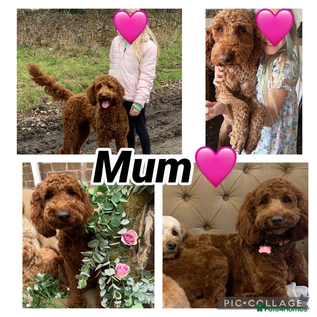 Irish Doodle dogs for sale: F2b Gorgeous Irish Doodles  - Image 2