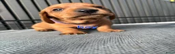 Miniature Dachshund dogs for sale: BEAUTIFUL MINIATURE DACHSHUND  - Advert 9