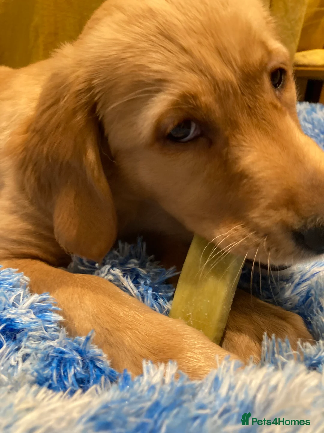 Golden Retriever dogs for sale: KC REGISTERED GOLDEN RETRIEVER PUPPY  - Advert 2